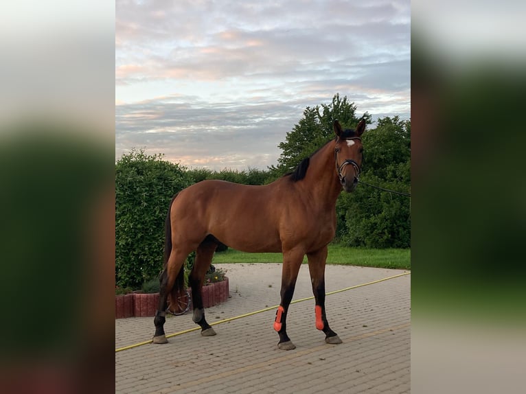 KWPN Hengst 7 Jaar 173 cm Bruin in Liepaja