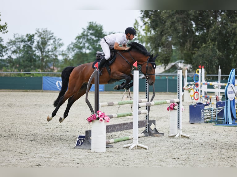 KWPN Hengst 7 Jahre 172 cm Rotbrauner in Békéscsaba