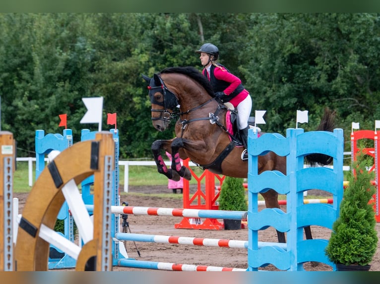 KWPN Hengst 7 Jahre 173 cm Brauner in Liepaja