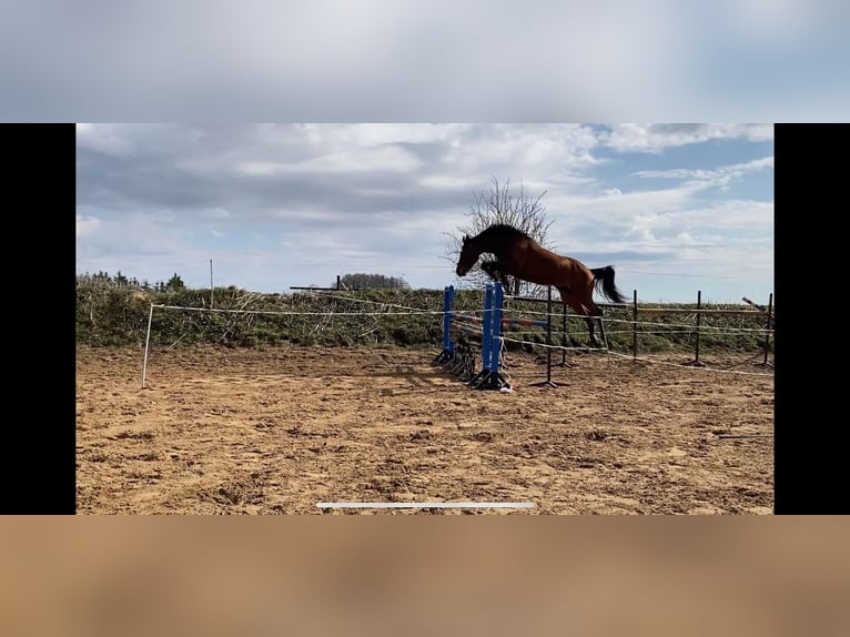 KWPN Hengst 7 Jahre 173 cm Brauner in Liepaja