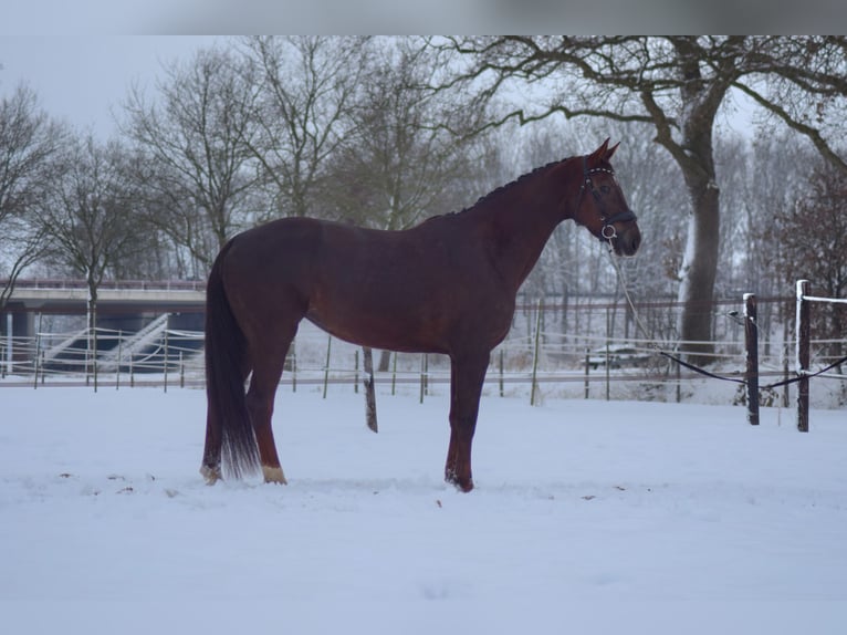 KWPN Hengst 8 Jaar 176 cm Donkere-vos in Beilen