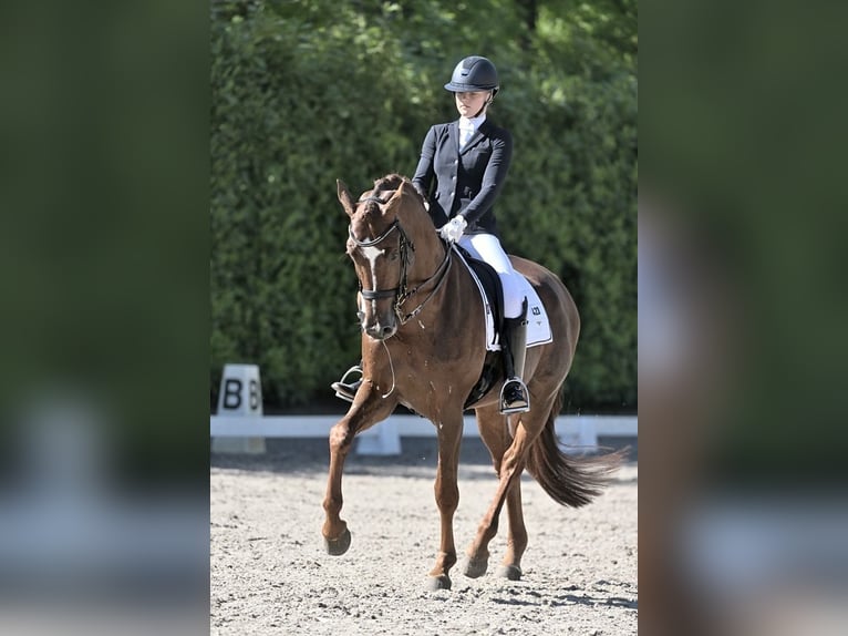 KWPN Hengst 8 Jahre 173 cm Dunkelfuchs in Schoonrewoerd