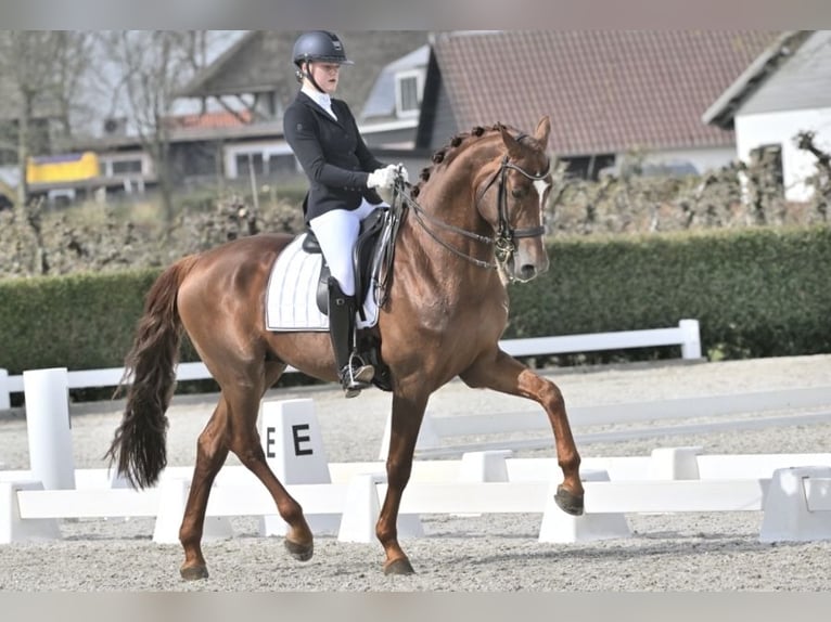 KWPN Hengst 8 Jahre 173 cm Dunkelfuchs in Schoonrewoerd