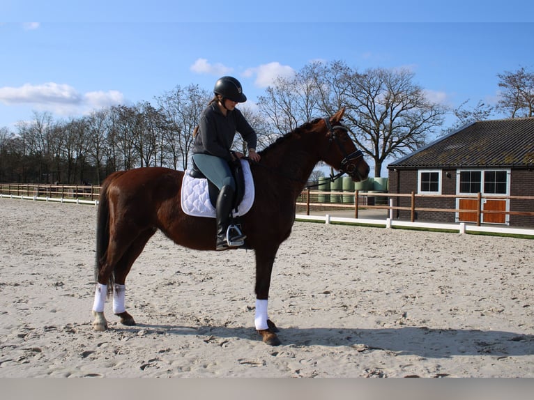 KWPN Hengst 9 Jaar 163 cm Donkere-vos in Peer