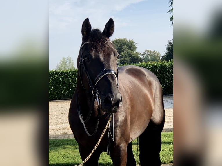 KWPN Hengst 9 Jaar 170 cm Donkerbruin in Neeritter