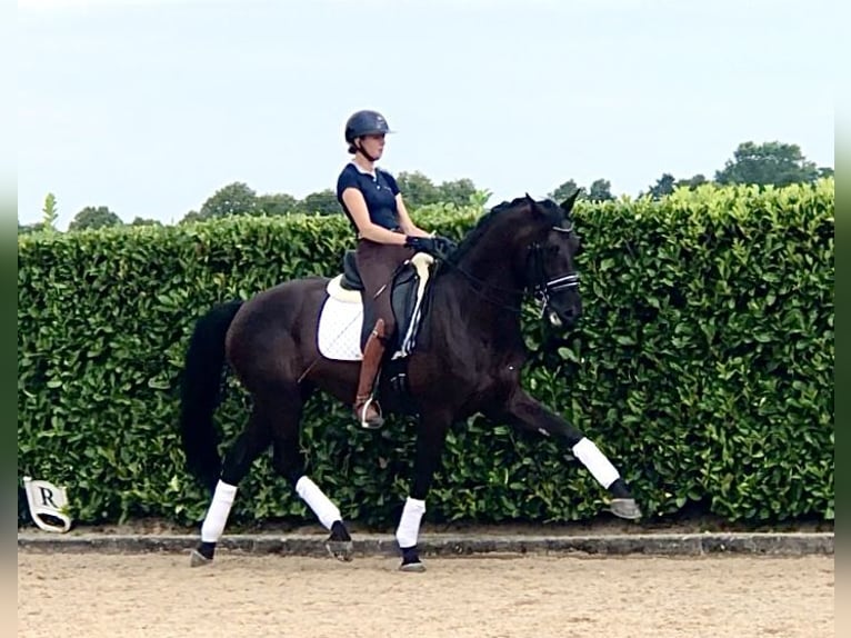 KWPN Hengst 9 Jaar 170 cm Donkerbruin in Neeritter