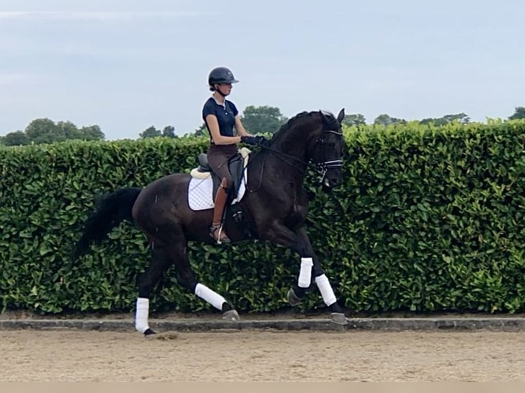 KWPN Hengst 9 Jaar 170 cm Donkerbruin in Neeritter