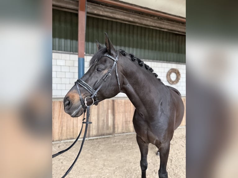 KWPN Hengst 9 Jaar 171 cm Donkerbruin in Oud Gastel