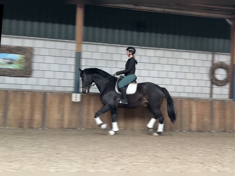 KWPN Hengst 9 Jaar 171 cm Donkerbruin in Oud Gastel