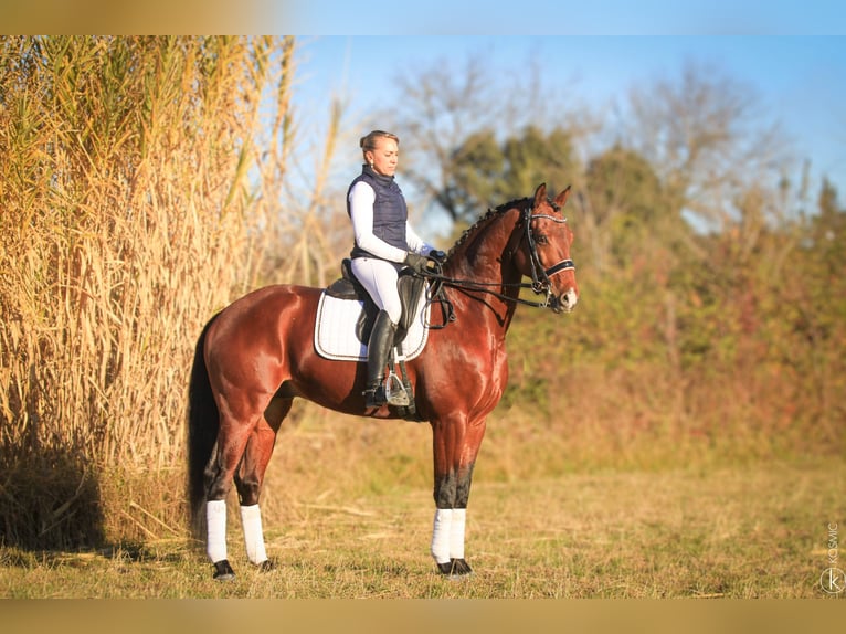 KWPN Hengst 9 Jaar 172 cm Bruin in Grury