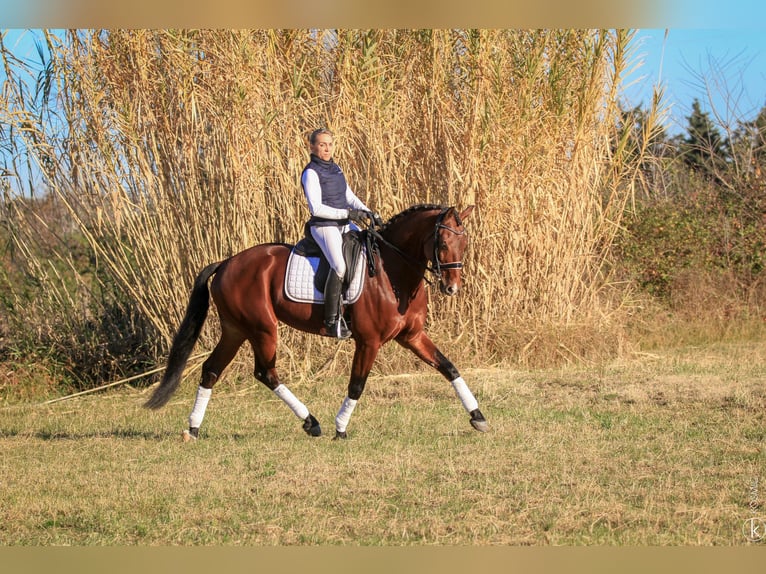 KWPN Hengst 9 Jaar 172 cm Bruin in Grury