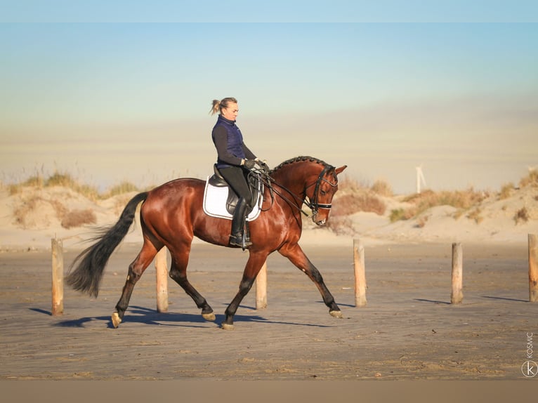 KWPN Hengst 9 Jaar 172 cm Bruin in Grury