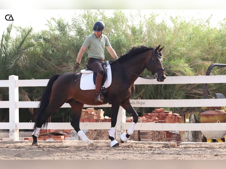 KWPN Hengst 9 Jaar 172 cm Donkerbruin in Puerto Lumbreras