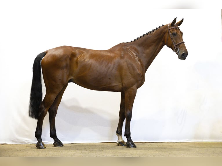 KWPN Hengst 9 Jaar 174 cm Bruin in Waddinxveen