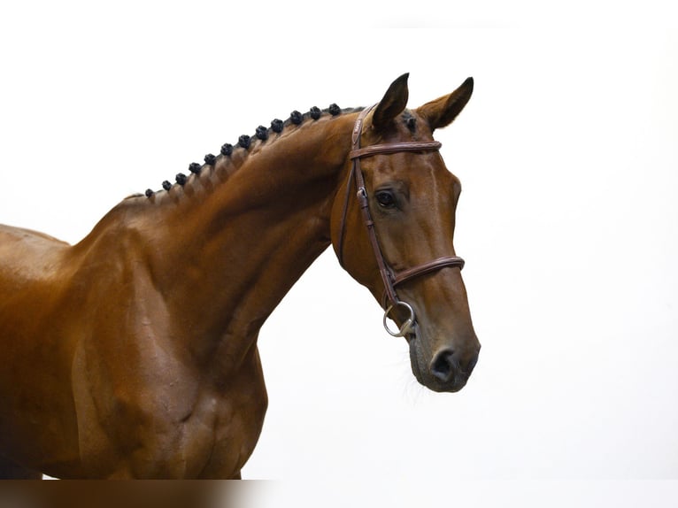 KWPN Hengst 9 Jaar 174 cm Bruin in Waddinxveen