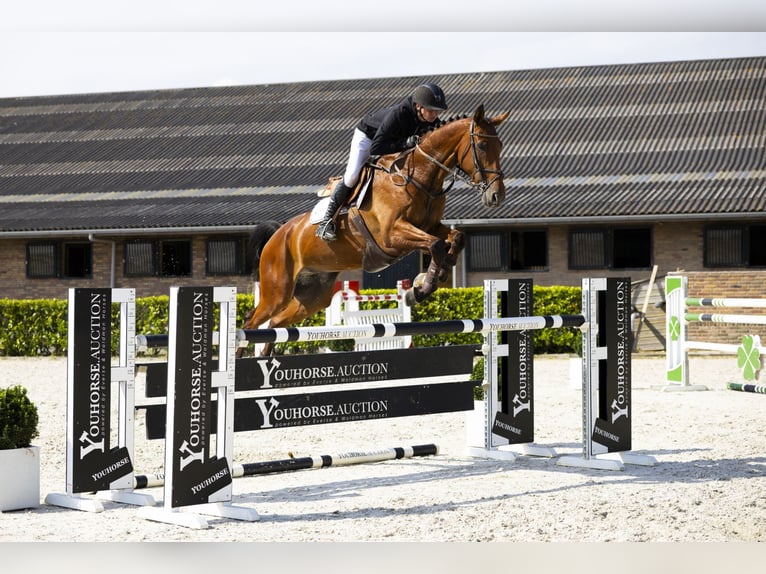 KWPN Hengst 9 Jaar 174 cm Bruin in Waddinxveen