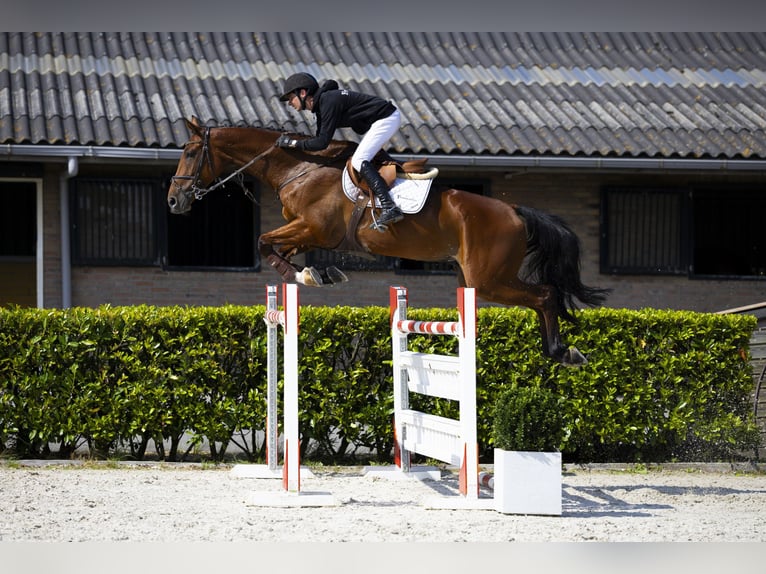 KWPN Hengst 9 Jaar 174 cm Bruin in Waddinxveen