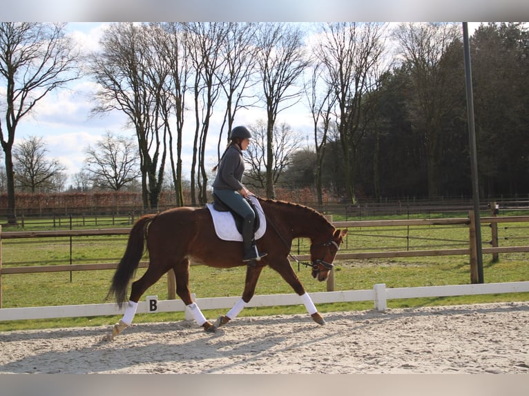 KWPN Hengst 9 Jahre 163 cm Dunkelfuchs in Peer