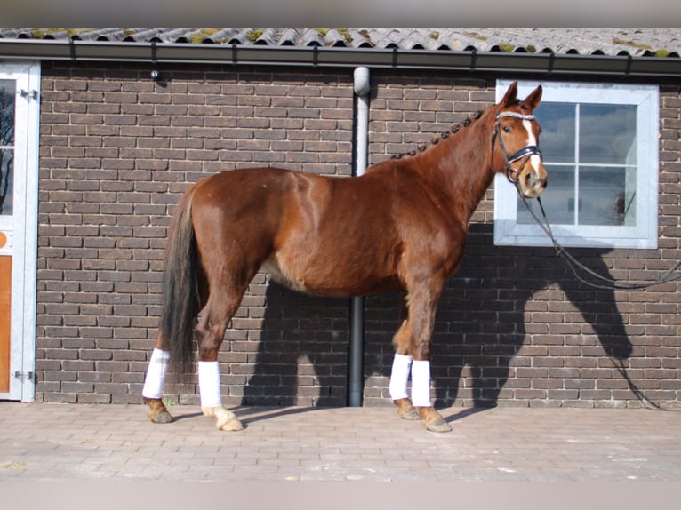 KWPN Hengst 9 Jahre 163 cm Dunkelfuchs in Peer