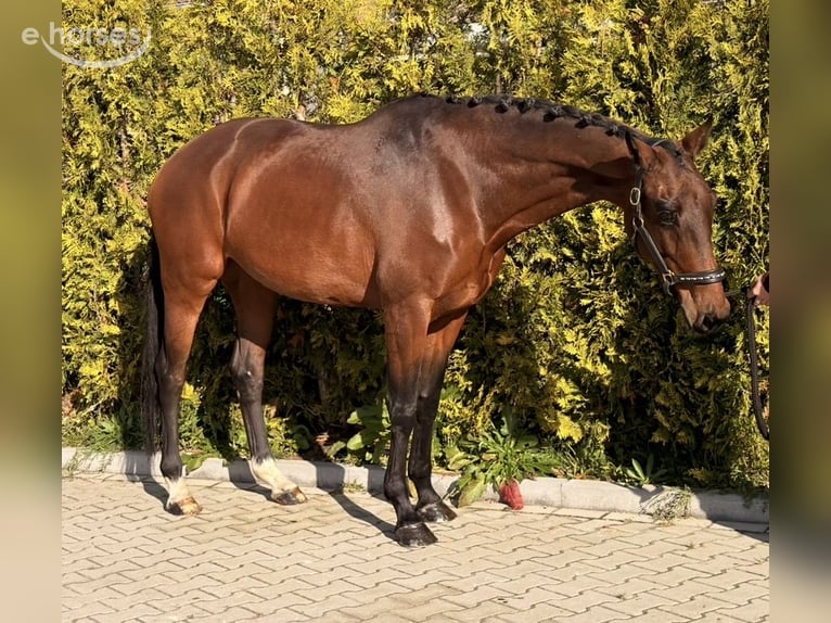 KWPN Hengst 9 Jahre 164 cm  in Nettetal