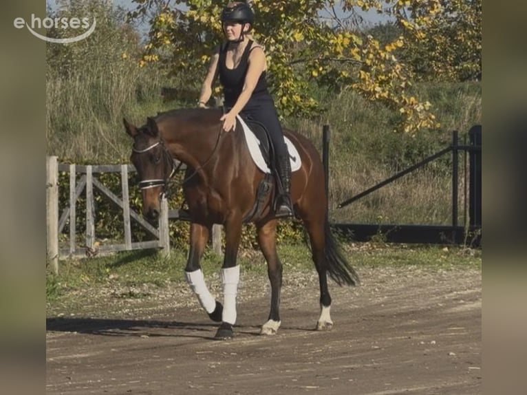 KWPN Hengst 9 Jahre 164 cm  in Nettetal