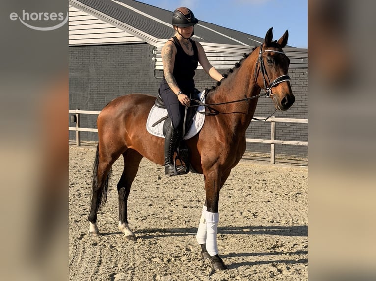 KWPN Hengst 9 Jahre 164 cm  in Nettetal