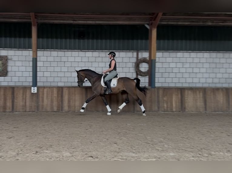 KWPN Hengst 9 Jahre 168 cm Brauner in Oud Gastel