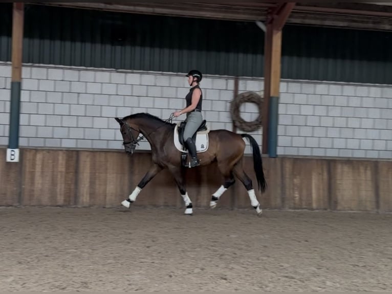 KWPN Hengst 9 Jahre 168 cm Brauner in Oud Gastel
