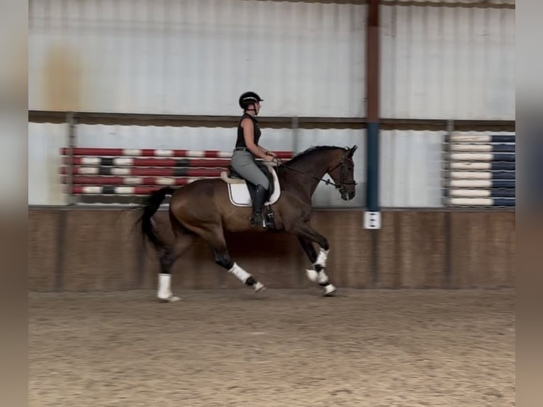 KWPN Hengst 9 Jahre 168 cm Brauner in Oud Gastel