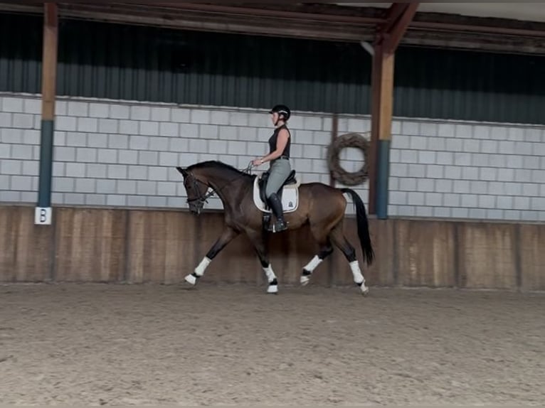 KWPN Hengst 9 Jahre 168 cm Brauner in Oud Gastel