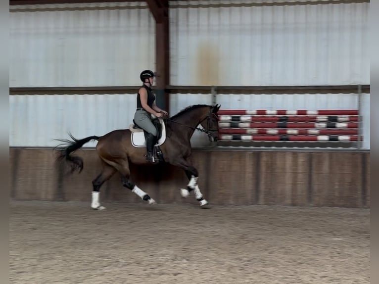 KWPN Hengst 9 Jahre 168 cm Brauner in Oud Gastel