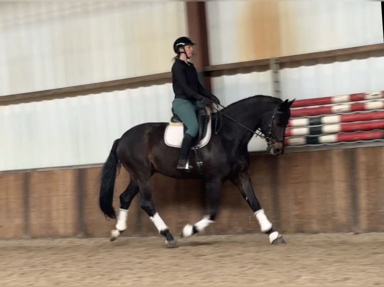 KWPN Hengst 9 Jahre 171 cm Dunkelbrauner in Oud Gastel