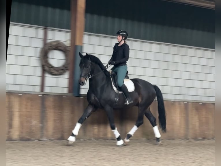 KWPN Hengst 9 Jahre 171 cm Dunkelbrauner in Oud Gastel