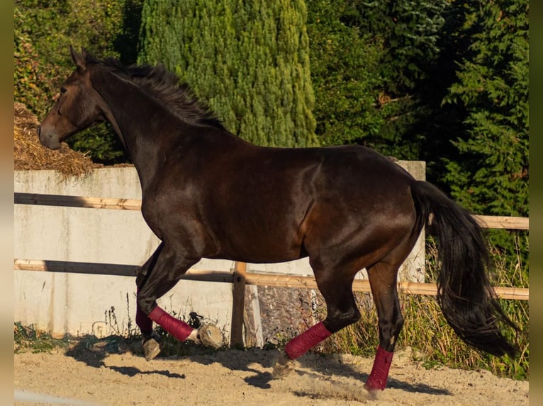KWPN Hengst 9 Jahre 174 cm Dunkelbrauner in OverathOverath KWPN Hengst 9 Jahre 174 cm Dunkelbrauner in OverathOverath