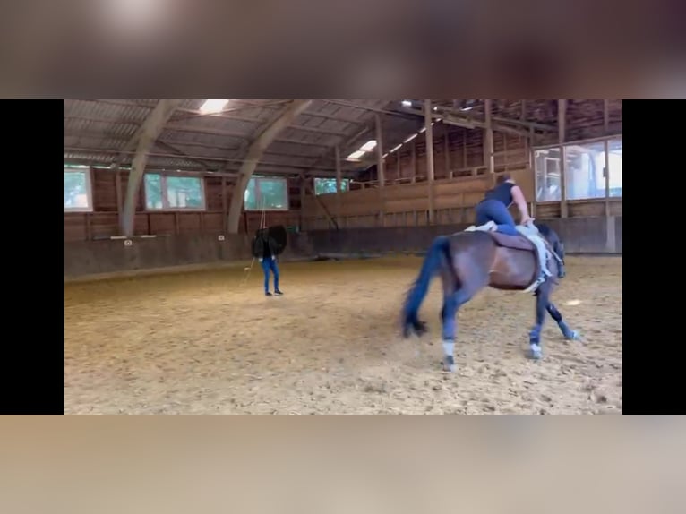 KWPN Hengst 9 Jahre 174 cm Dunkelbrauner in OverathOverath KWPN Hengst 9 Jahre 174 cm Dunkelbrauner in OverathOverath