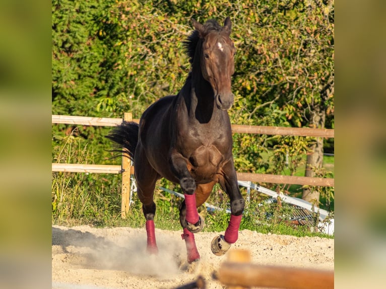 KWPN Hengst 9 Jahre 174 cm Dunkelbrauner in OverathOverath KWPN Hengst 9 Jahre 174 cm Dunkelbrauner in OverathOverath