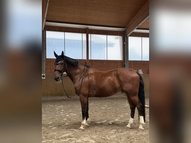 KWPN Hengst 9 Jahre 176 cm Dunkelbrauner in Frankfurt am Main