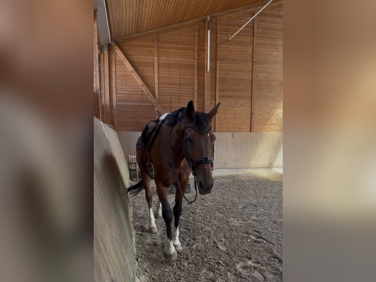 KWPN Hengst 9 Jahre 176 cm Dunkelbrauner in Frankfurt am Main