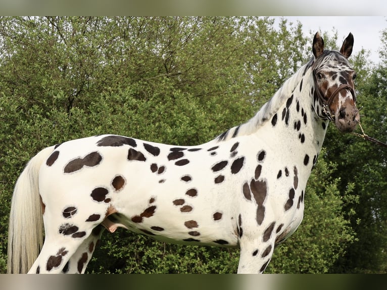 KWPN Hengst Appaloosa in Gijon