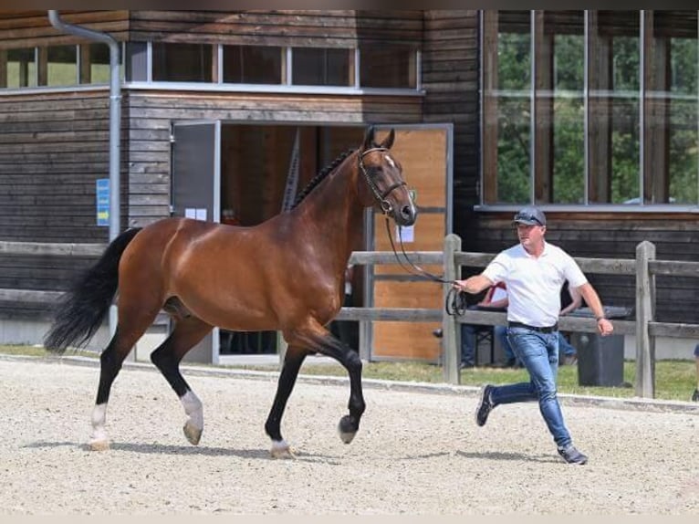 KWPN Hengst Brauner in Pfarrkirchen