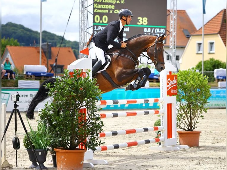 KWPN Hengst Bruin in Mülsen Ortmannsdorf, Marienau