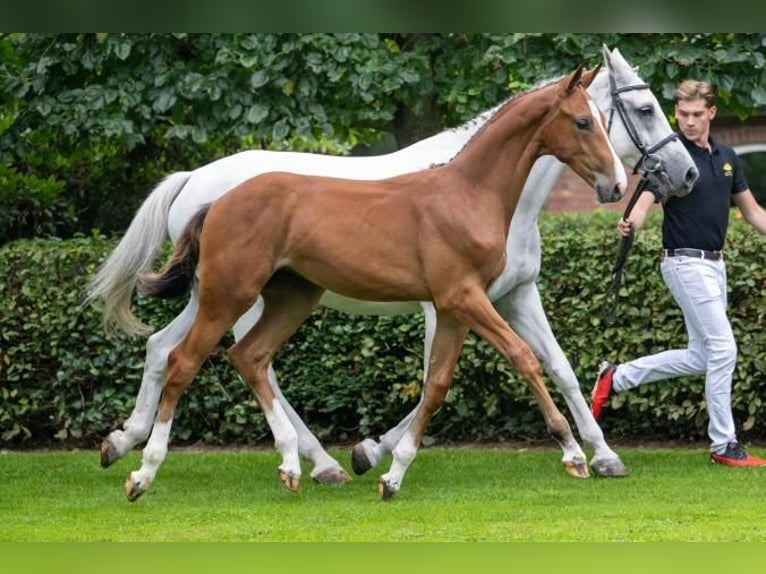 KWPN Hengst  130 cm Brauner in Eibergen