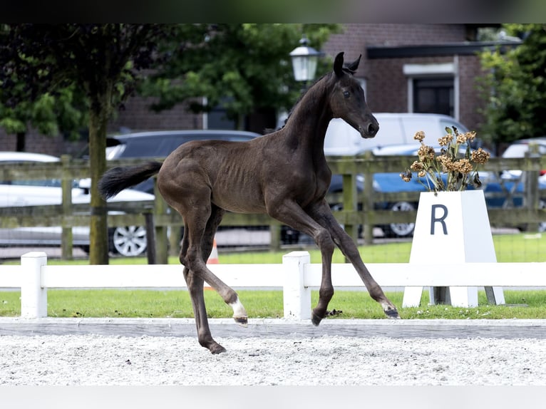 KWPN Hengst Fohlen (05/2024) 149 cm Rappe in HEUVELLND