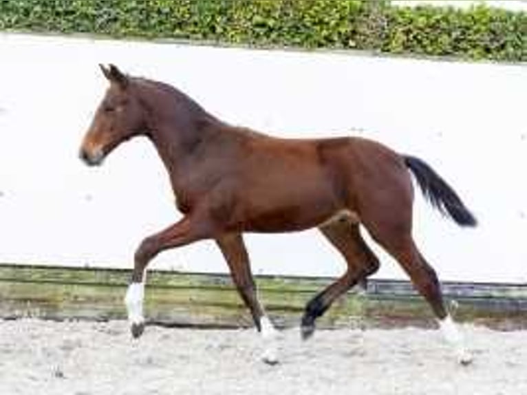 KWPN Hengst  165 cm Brauner in Waddinxveen