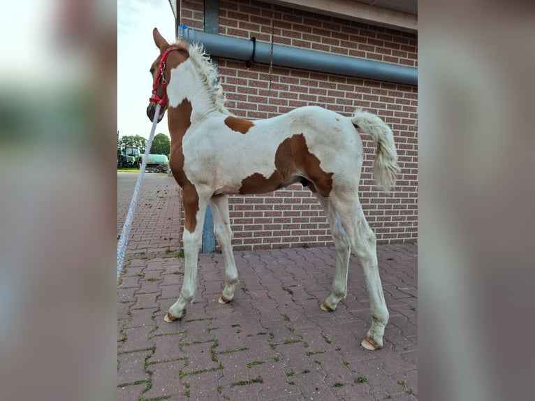 KWPN Hengst Fohlen (04/2025) 165 cm Dunkelfuchs in Staphorst