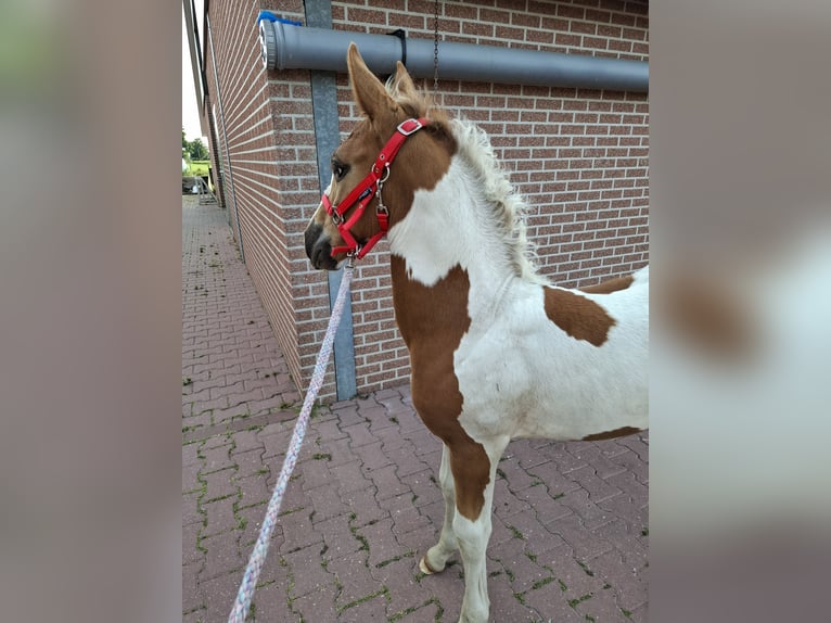 KWPN Hengst Fohlen (04/2025) 165 cm Dunkelfuchs in Staphorst