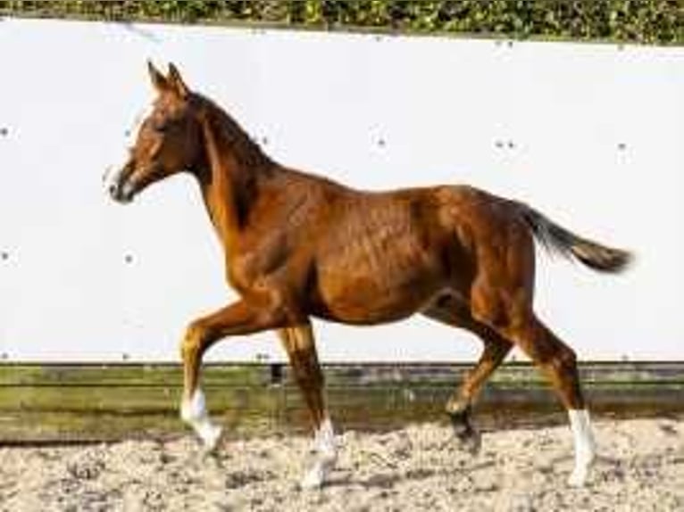 KWPN Hengst  165 cm Fuchs in Waddinxveen