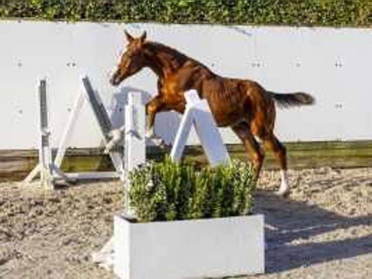 KWPN Hengst  165 cm Fuchs in Waddinxveen