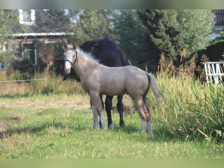 KWPN Hengst Fohlen (05/2026) 165 cm Palomino in Giessenburg