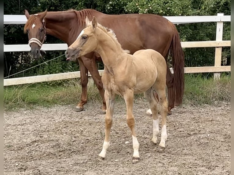 KWPN Hengst Fohlen (05/2024) 166 cm Palomino in Zell